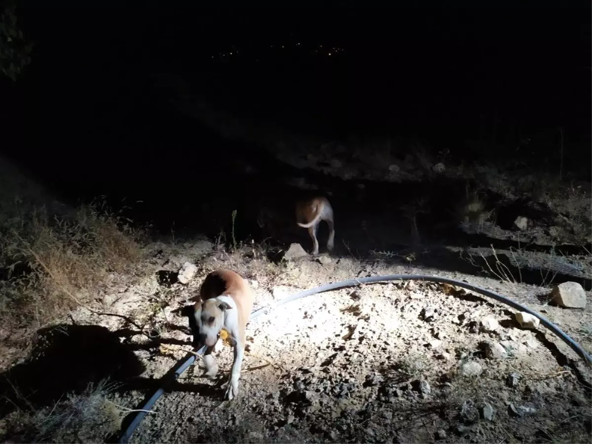 Keneviri korumak için iki pitbull köpek beslediler