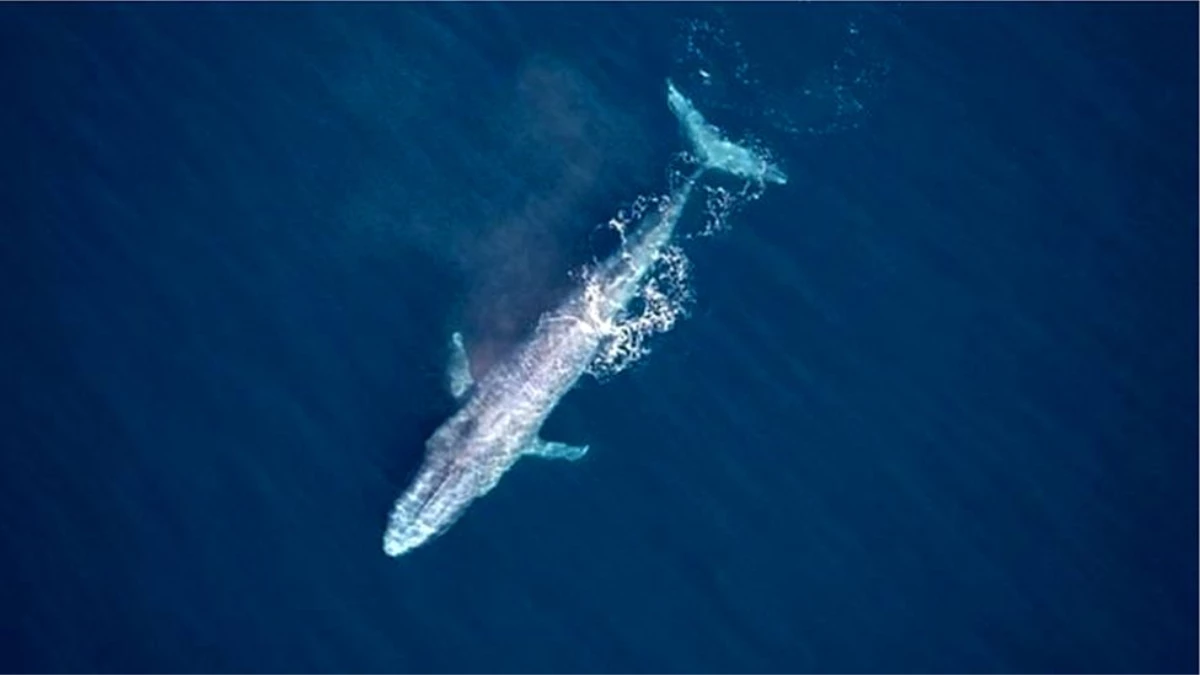 Mavi balina: Sydney açıklarında 100 yılda 3. kez görüldü