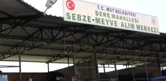 Mut'ta beyaz incir hasadı sürüyor