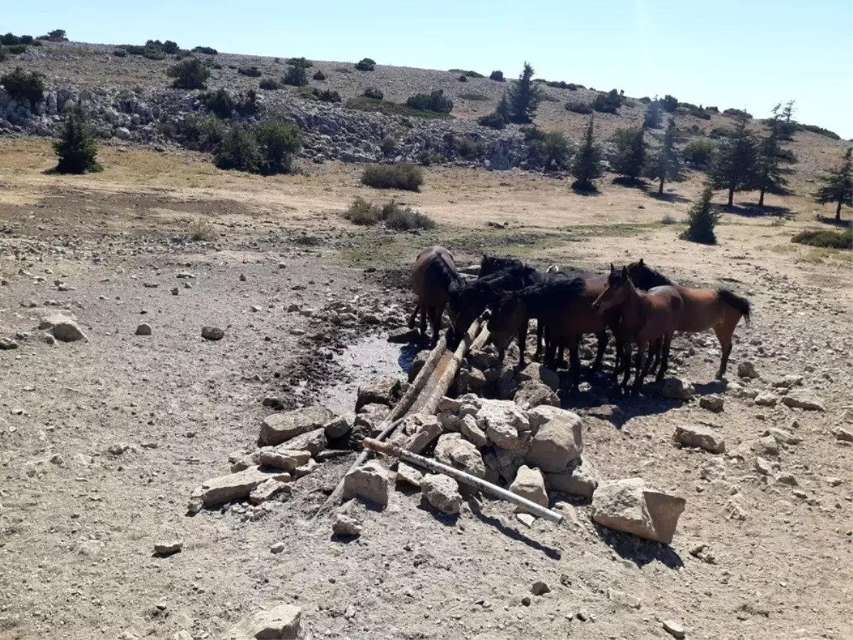 Spil Milli Parkı\'ndaki yaban hayatı için seferber oldular