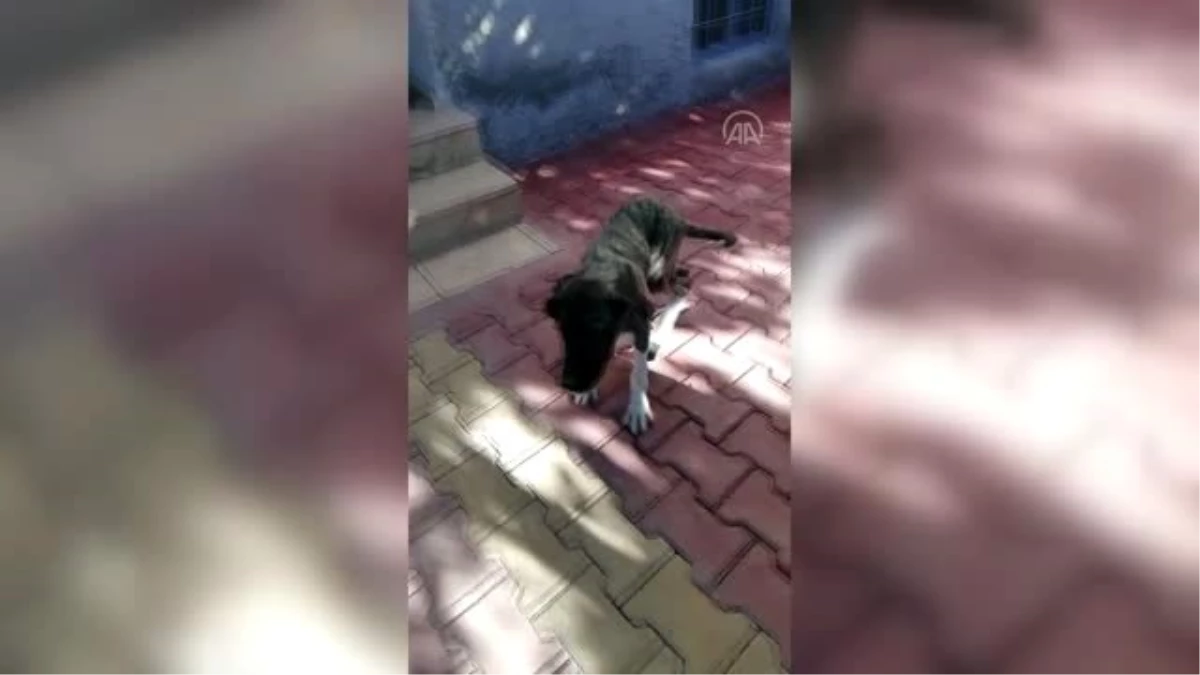 Üniversiteden sokak köpeklerine protez bacak desteği