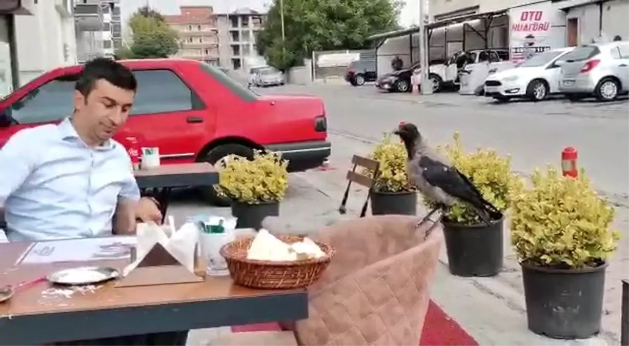 Bolu\'da yemek yiyenlerin masasına giden karga ilginç anlar yaşattı