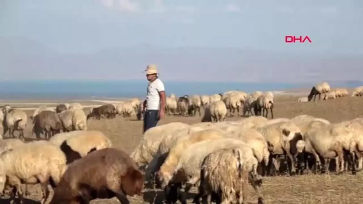 Çobanlık yaparken tıp fakültesini kazanan Muhammet, altınla ödüllendirildi