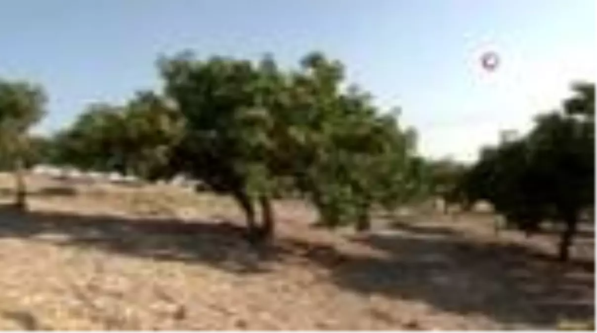 Fıstığın anavatanı Şanlıurfa\'da hasat başladı