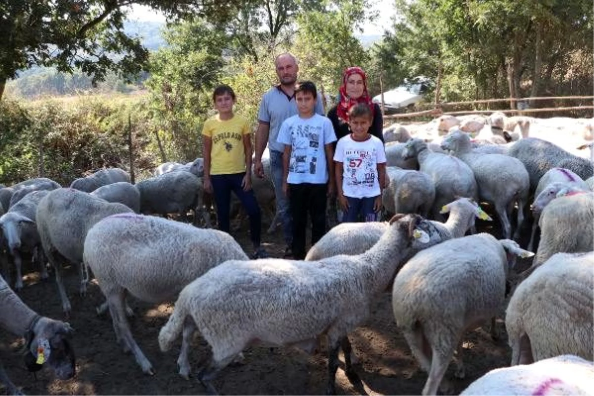 Çanakkale\'de hayvancılık yapan çift, koyun sütünden aylık 15 bin TL kazanıyor