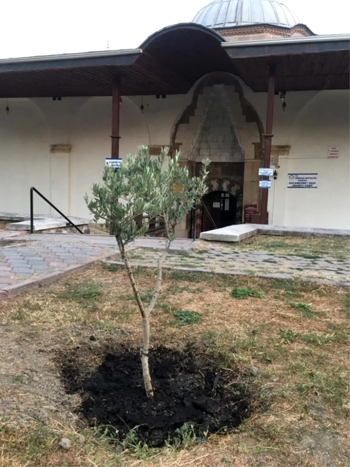 Tarihi caminin bahçesine zeytin fidanları dikildi