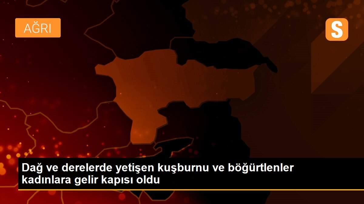 Dağ ve derelerde yetişen kuşburnu ve böğürtlenler kadınlara gelir kapısı oldu