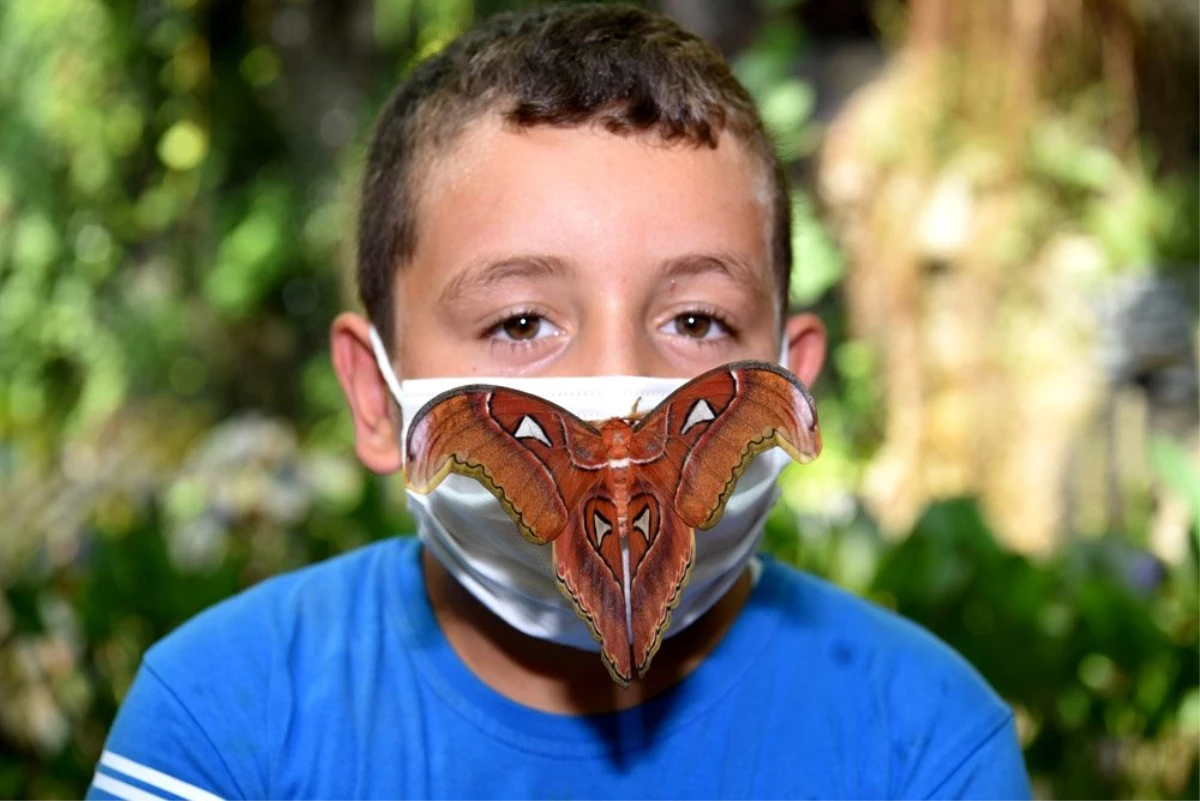 Dünyanın en büyük kelebeği "Atlas" Konya Tropikal Kelebek Bahçesi\'nde