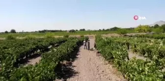 Elazığ'ın üzümde markası 'Hoşköy'de bağ bozumu heyecanı