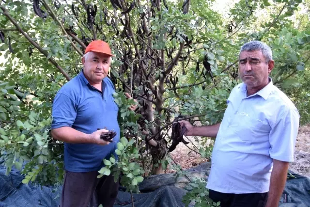 Keçiboynuzu hasadı için 10 yıl bekledi! Şimdi pekmezinin kilosunu 50 liradan satıyor