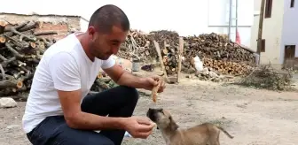 Maaşının üçte birini sokak hayvanları için harcıyor