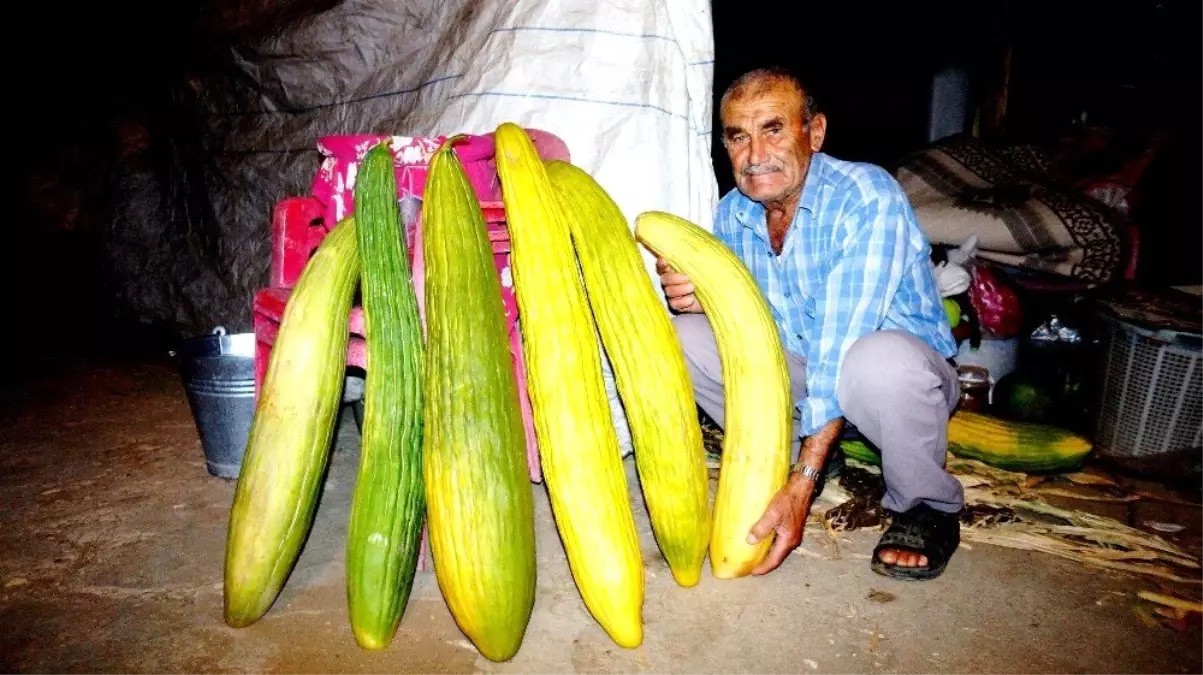 Hiç sulamadan devasa acur yetiştirdi