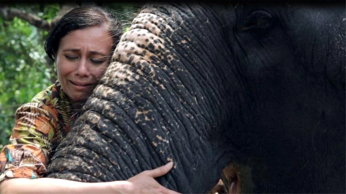 Hindistan\'daki tapınak fillerini kurtarmaya çalışan kadın