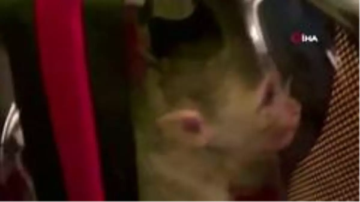 Son dakika haberi! İstanbul\'da kaçak \'maymun\' operasyonu