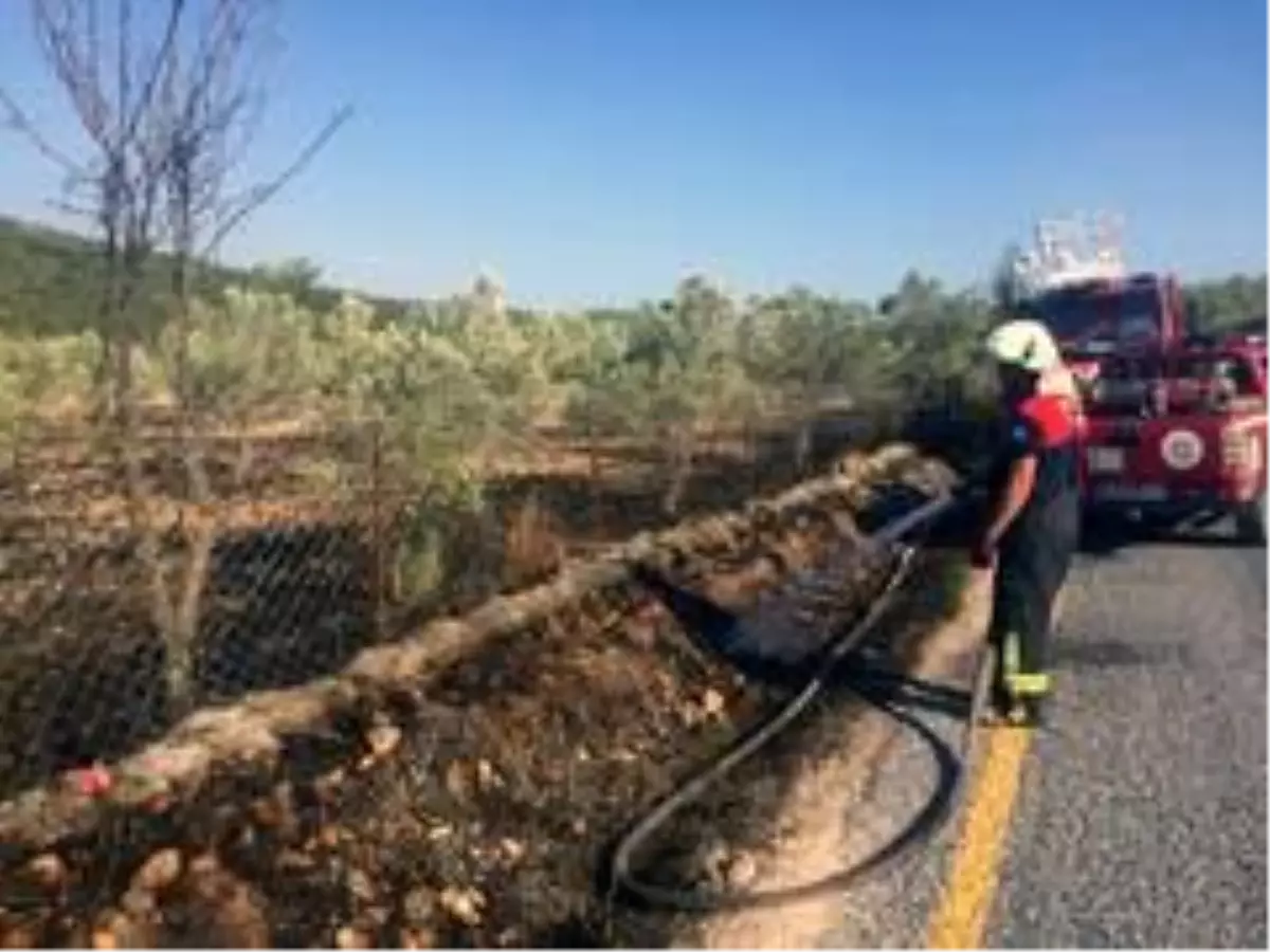 Son dakika... Muğla\'da çöplük ve zeytinlik yangınları söndürüldü