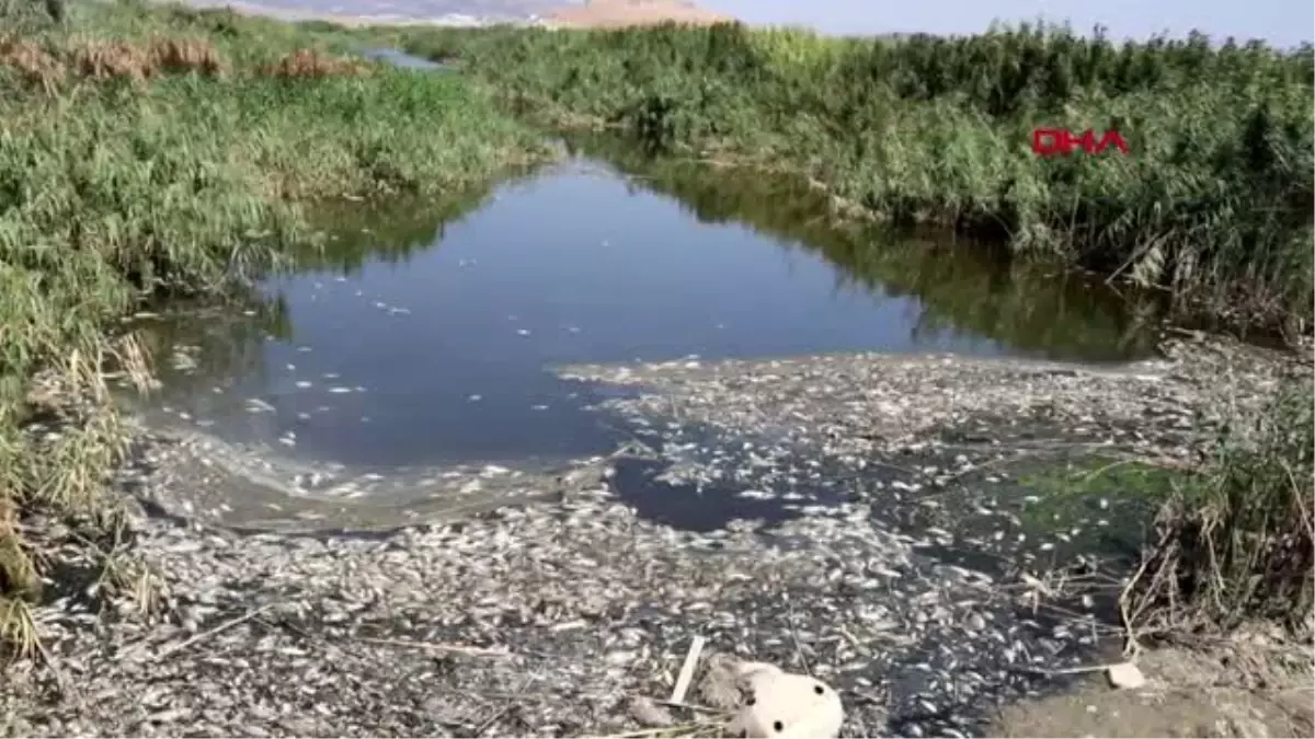 Oksijensizlikten binlerce balık öldü