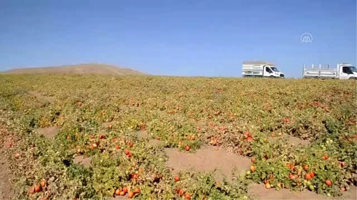 23 bin dekarda ekilen domateslerden 200 bin ton rekolte bekleniyor