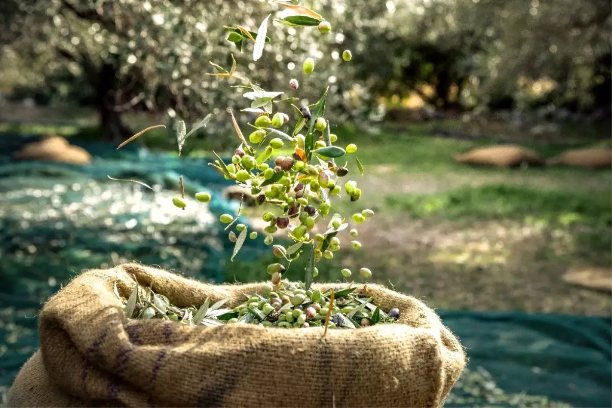 Ambalajlı zeytin ve zeytinyağı ihracatını artırmak için tarımsal destek talebi