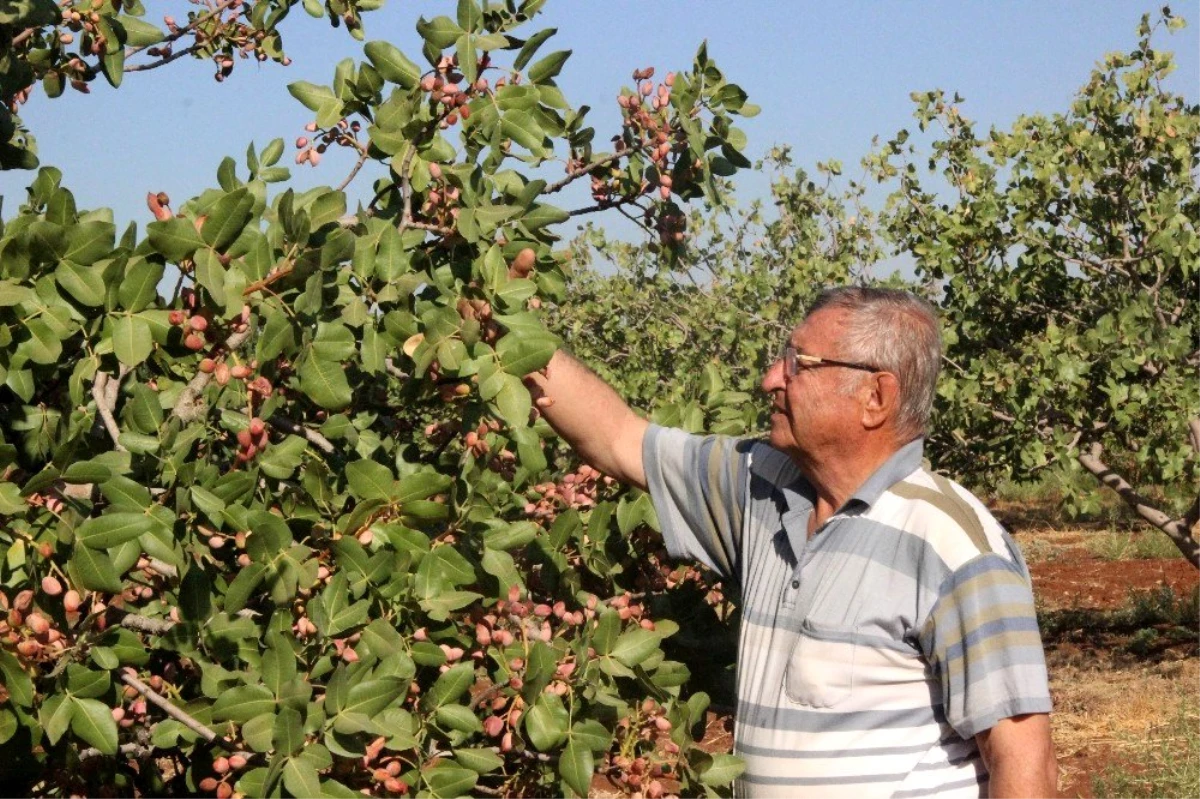 Dünyada benzeri olmayan fıstık Kilis\'te üretiliyor