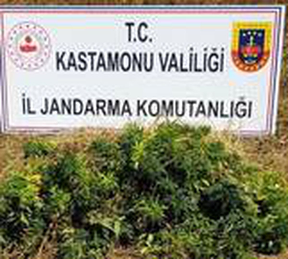 Kastamonu\'da 2 bin 200 kök kenevir ele geçirildi