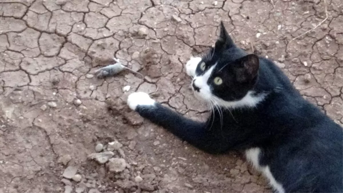 Son dakika haberleri... Kedinin fareyle oyunu kamerada