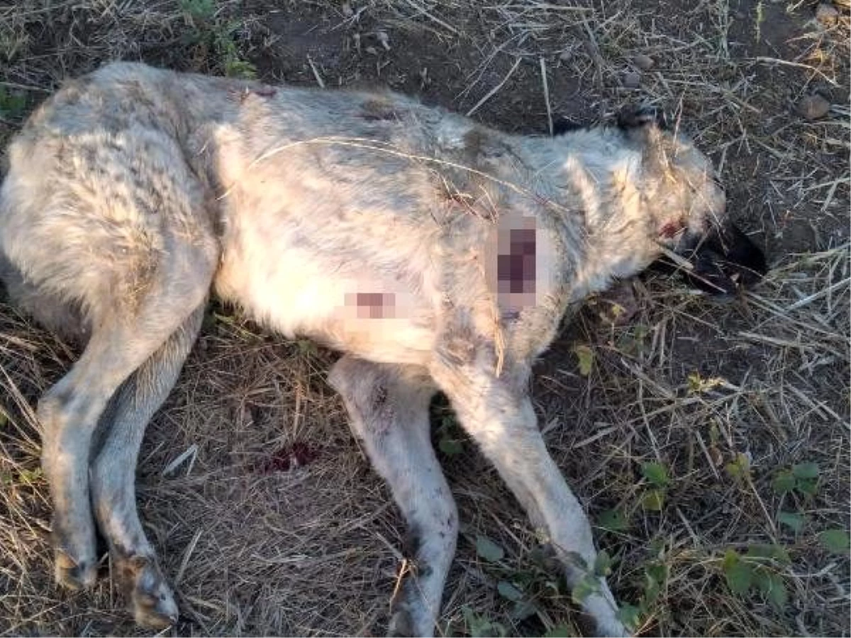 Köpeğinin ölümüne neden olan köpeği, tüfekle öldürdü iddiası