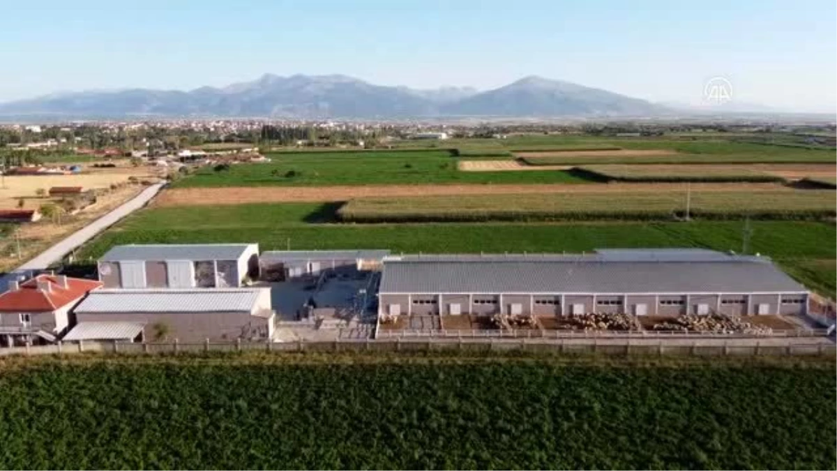 Kocatepe Üniversitesi ve özel sektör iş birliği ile damızlık koyun üretimi talep görüyor
