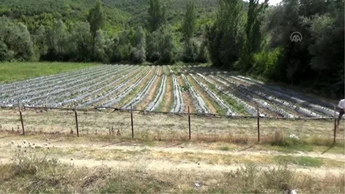 Yeşilyurt ilçesinde çiftçilerin yeni gözdesi "çilek"