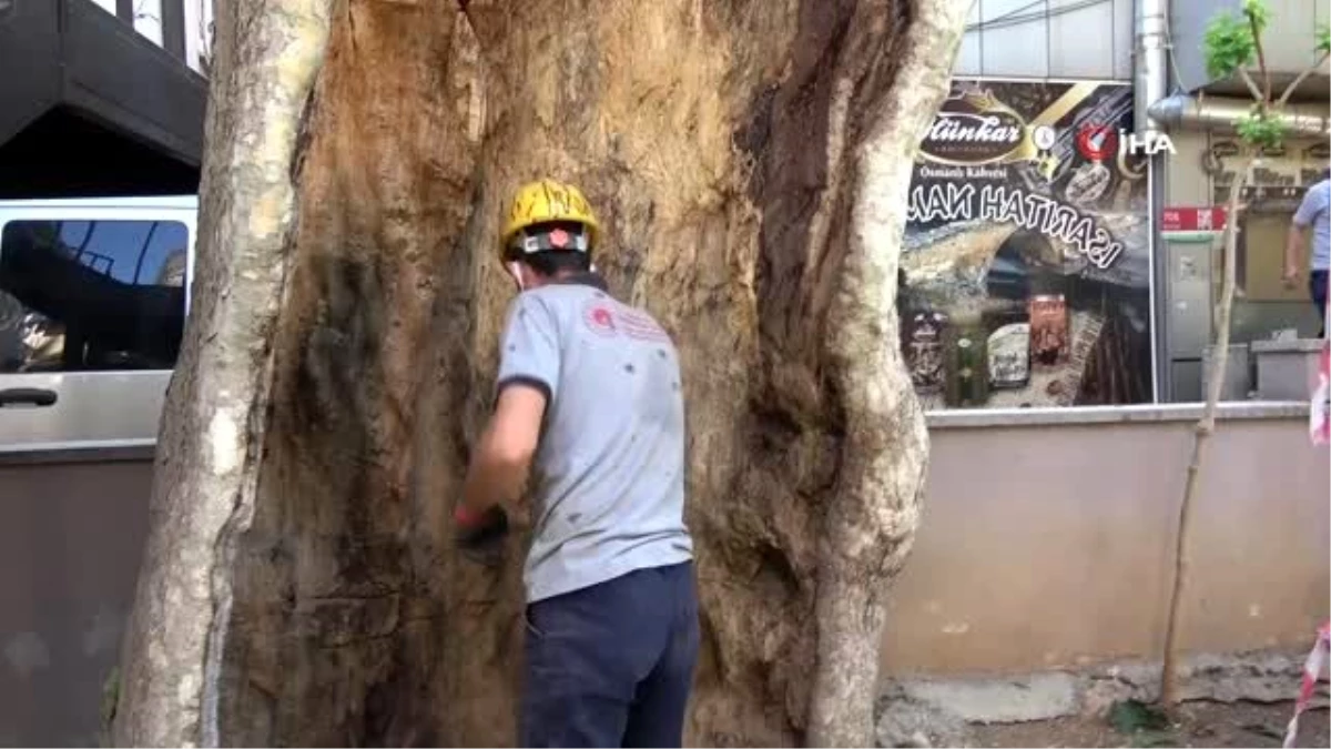 400 yıllık ağaca özel bakım