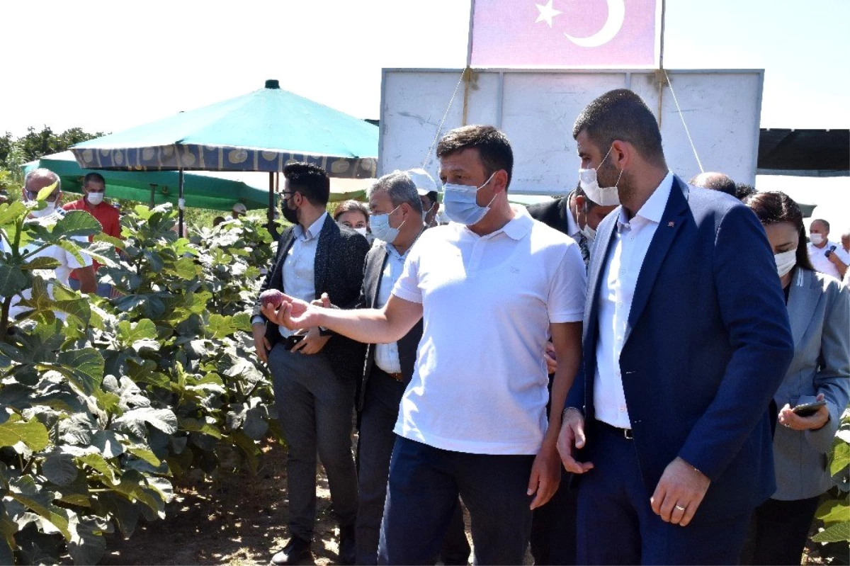 İzmirli çiftçi, Türkiye\'de ilk kez "Sık Dikim" ve "Telli Terbiye" ile incir yetiştirdi