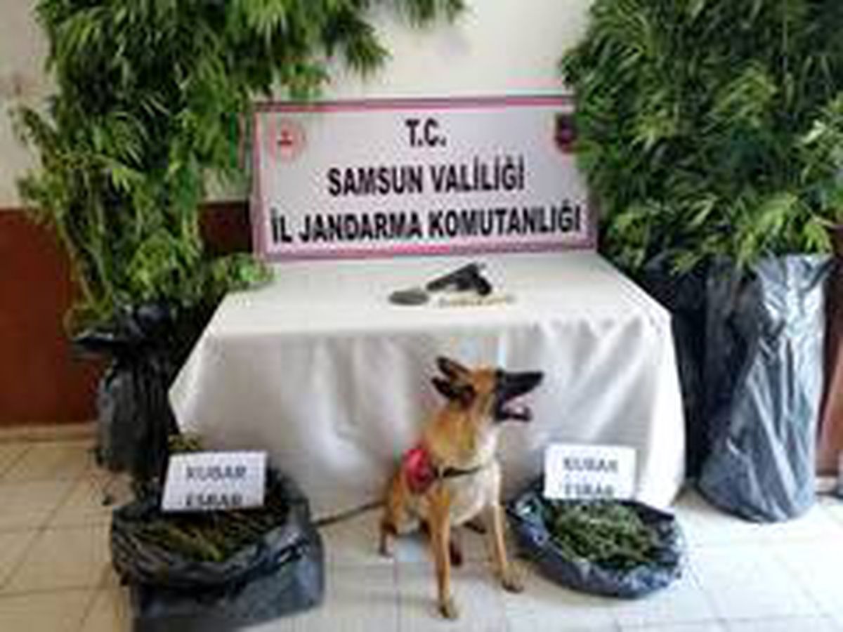 Jandarmadan kenevir ve esrar baskını