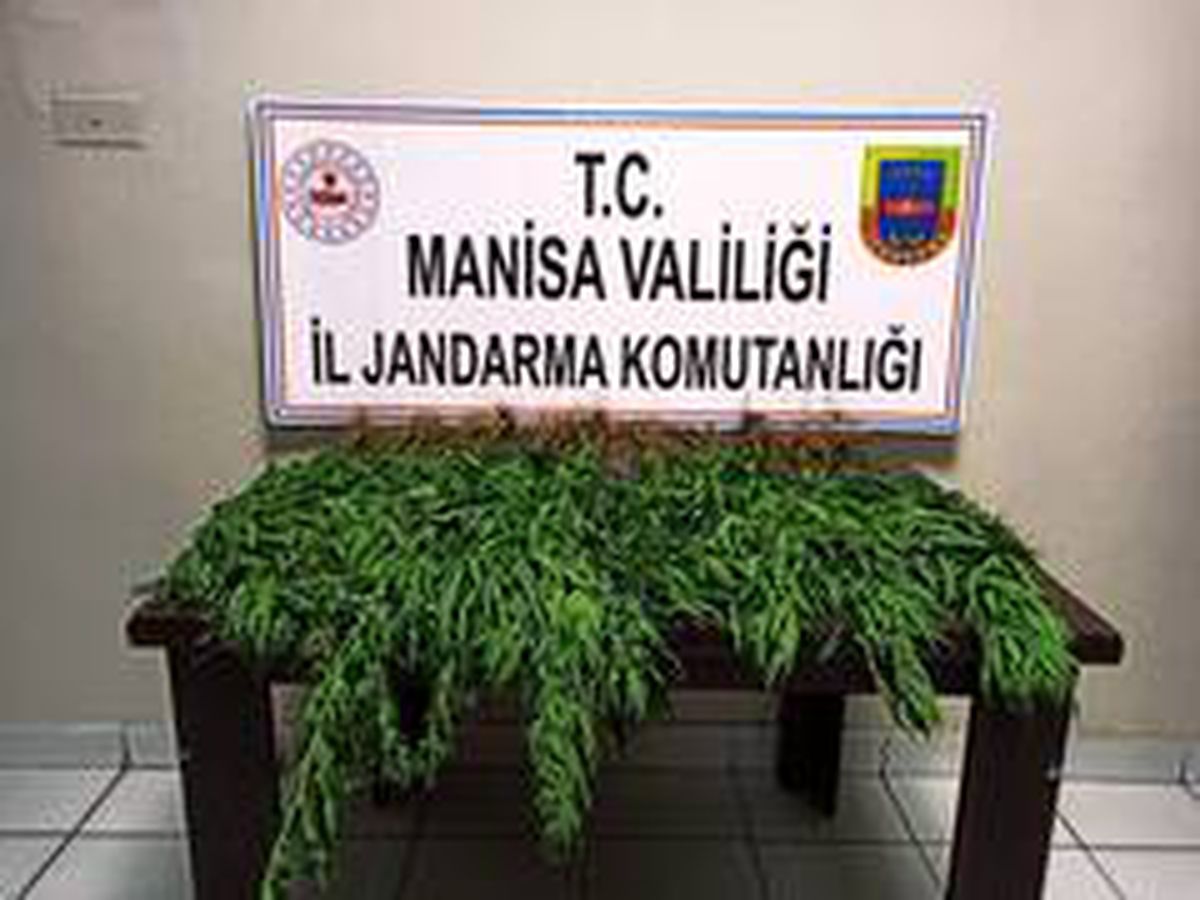 Manisa\'da kenevir operasyonu
