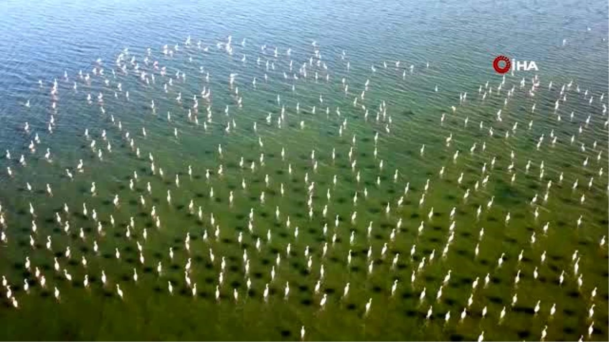 Son dakika haber... Van Gölü binlerce flamingoya ev sahipliği yapıyor