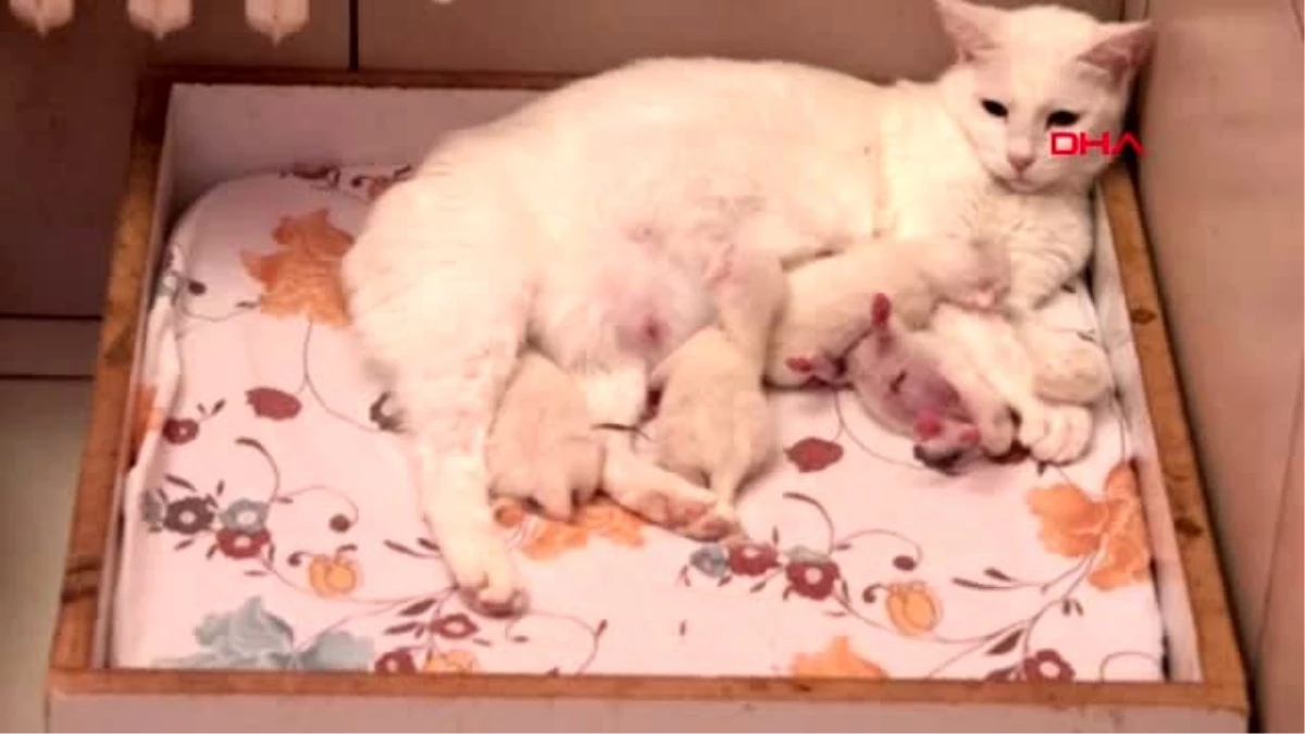 VAN Van kedileri, 2020\'nin son yavrularını dünyaya getirdi