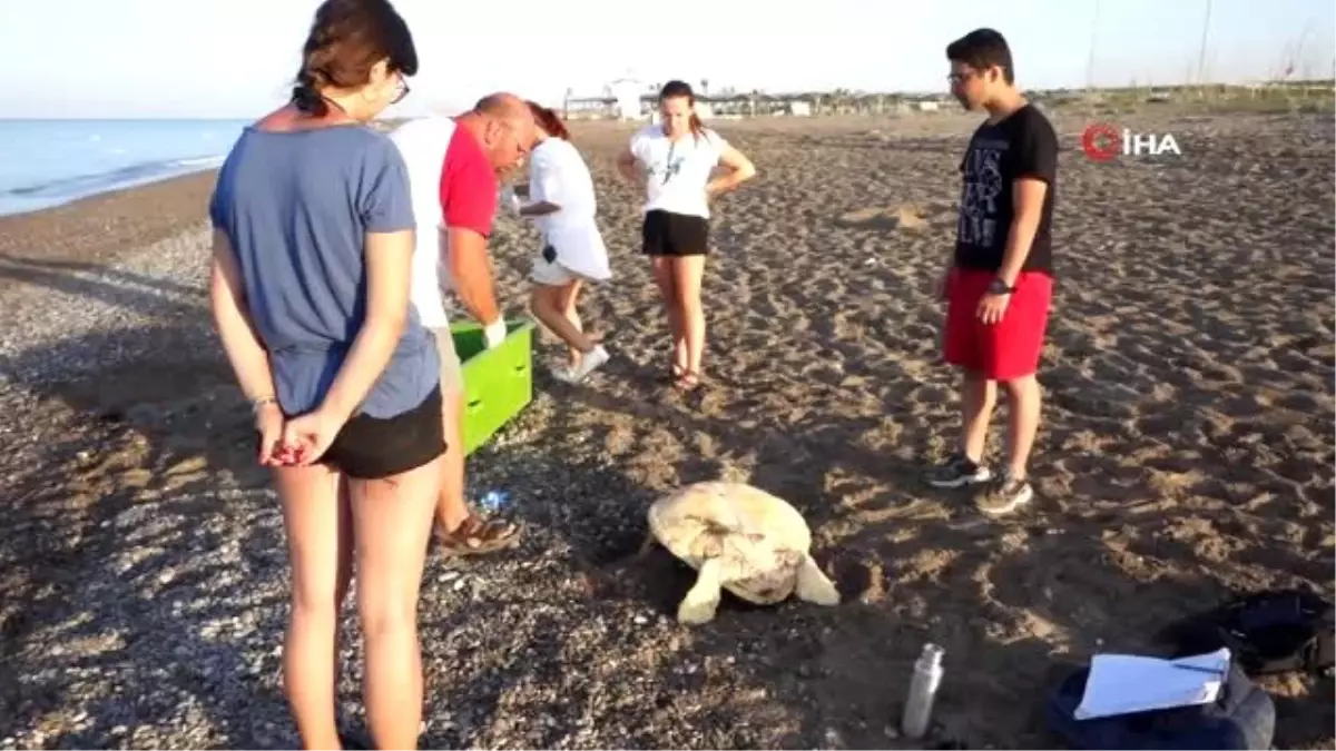 Belek\'te caretta caretta yuvasında rekor kırıldı