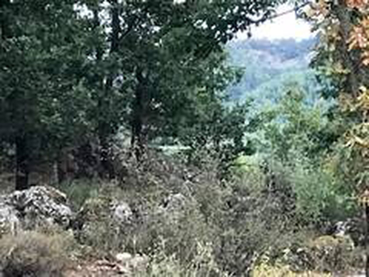 İki gün önce kaybolan genç, ağaçta asılı halde bulundu