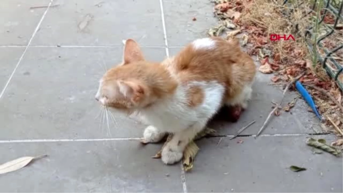 OSMANİYE Yaralı sokak kedisinin patisi ampute edildi