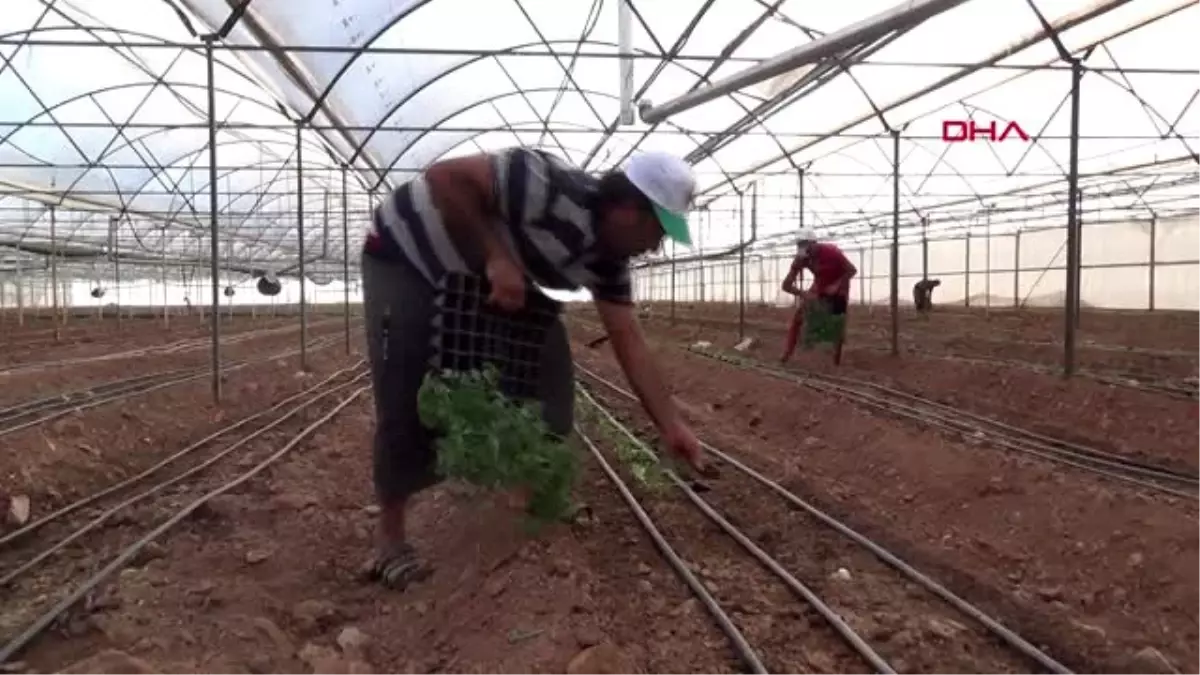 ANTALYA Domates, 30 bin dekar alanda toprakla buluşuyor