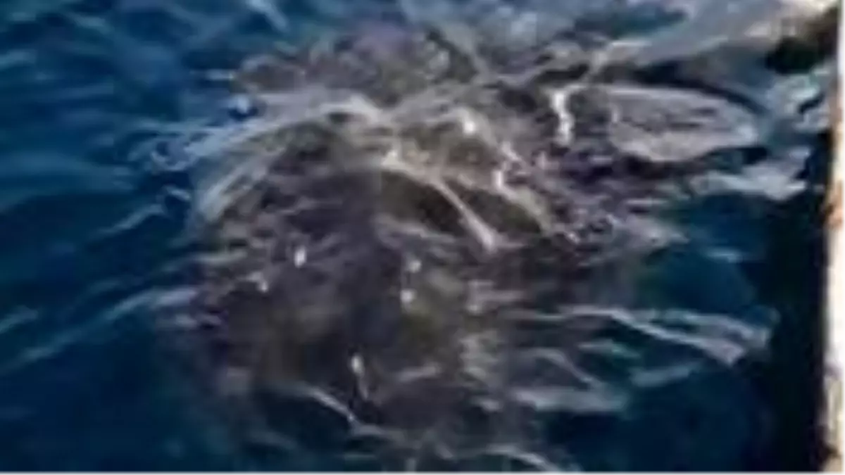 Balıkçılar için önemli uyarı: Dev vatoz balığı, büyük tehlike oluşturabilir