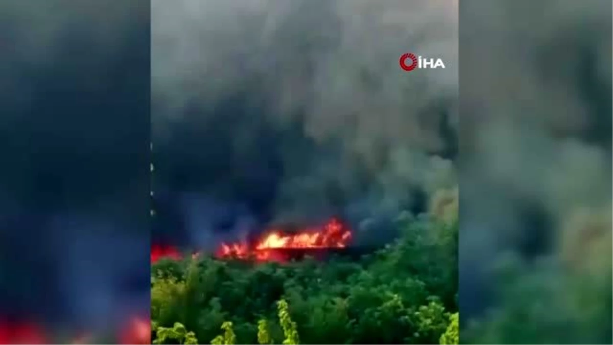 Bursa\'da korkutan yangın... Tavuk çiftliğinde başlayan yangın ormana sıçradı