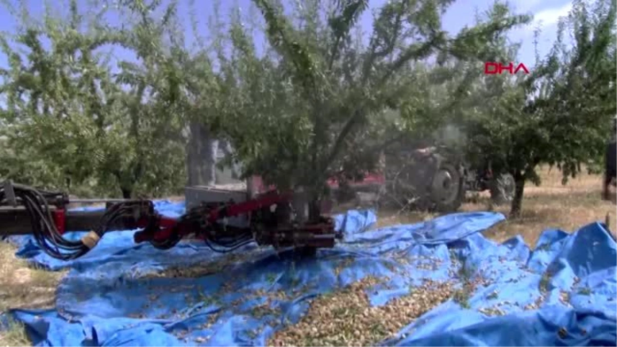 Elazığ\'da, badem hasadı başladı