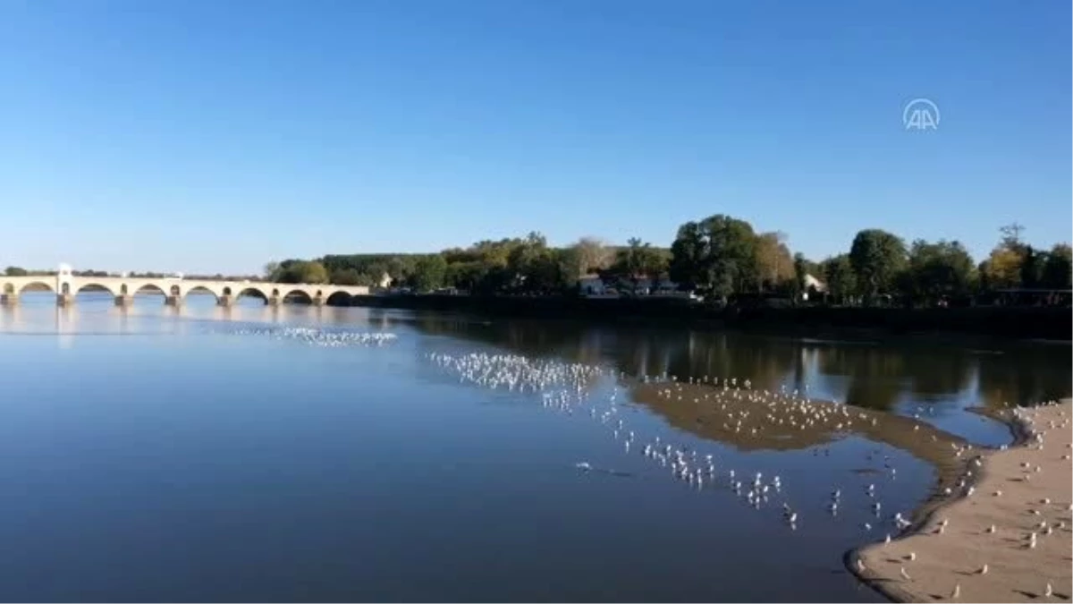 Meriç Nehri\'nin ortasında oluşan adacıklar martıların yuvası oldu