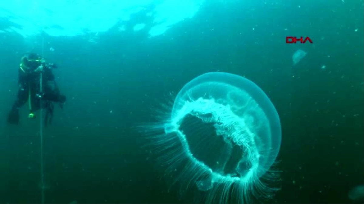 ANTALYA Marmara\'da görülen ay denizanası için uyarı: Değdiğinde yakar