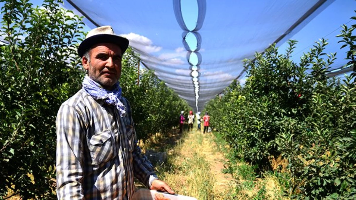 Konyalı çiftçinin ürettiği elmalar henüz dalından toplanmadan 20 ülkeye satılıyor
