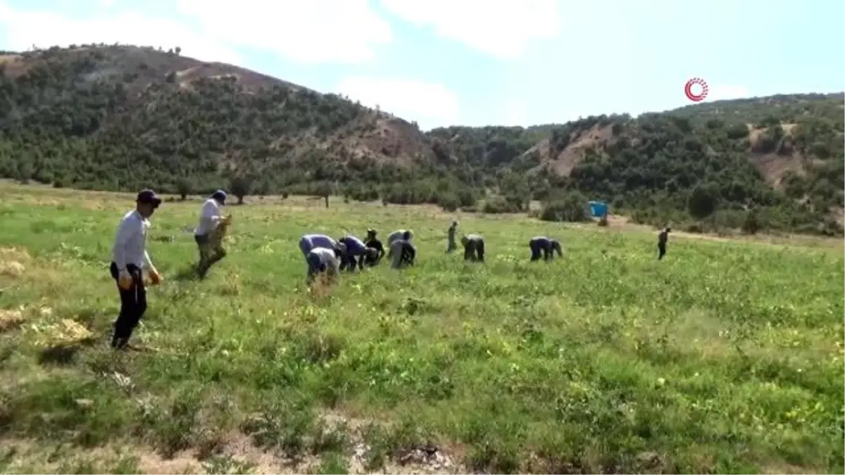 38 yıl boş kalan tarlası, devlet desteğiyle üretime kazandı