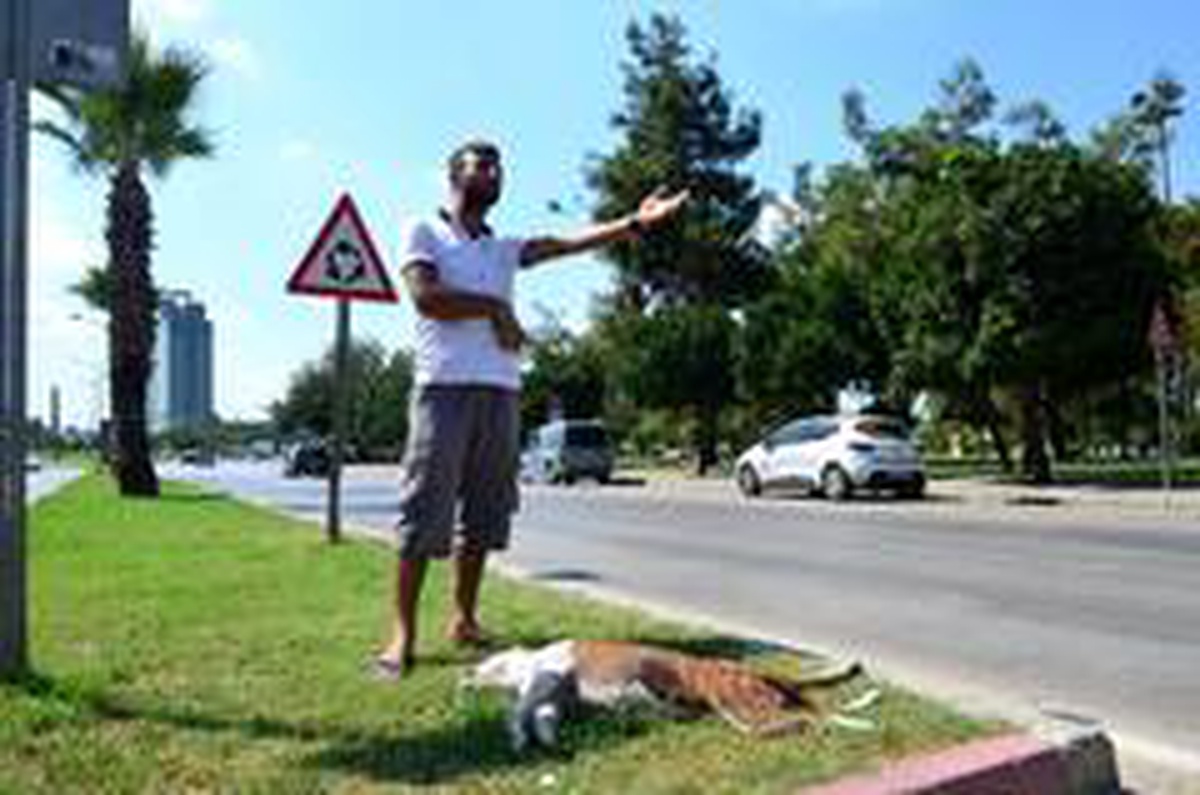 Son dakika haberi... Köpeği trafik kazasında öldü başından ayrılmadı