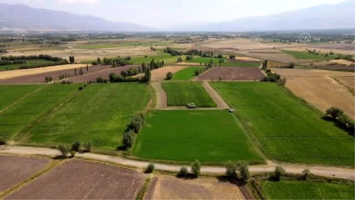 Silajlık mısır üretimi Erzincan çiftçisinin gelir kapısı oldu