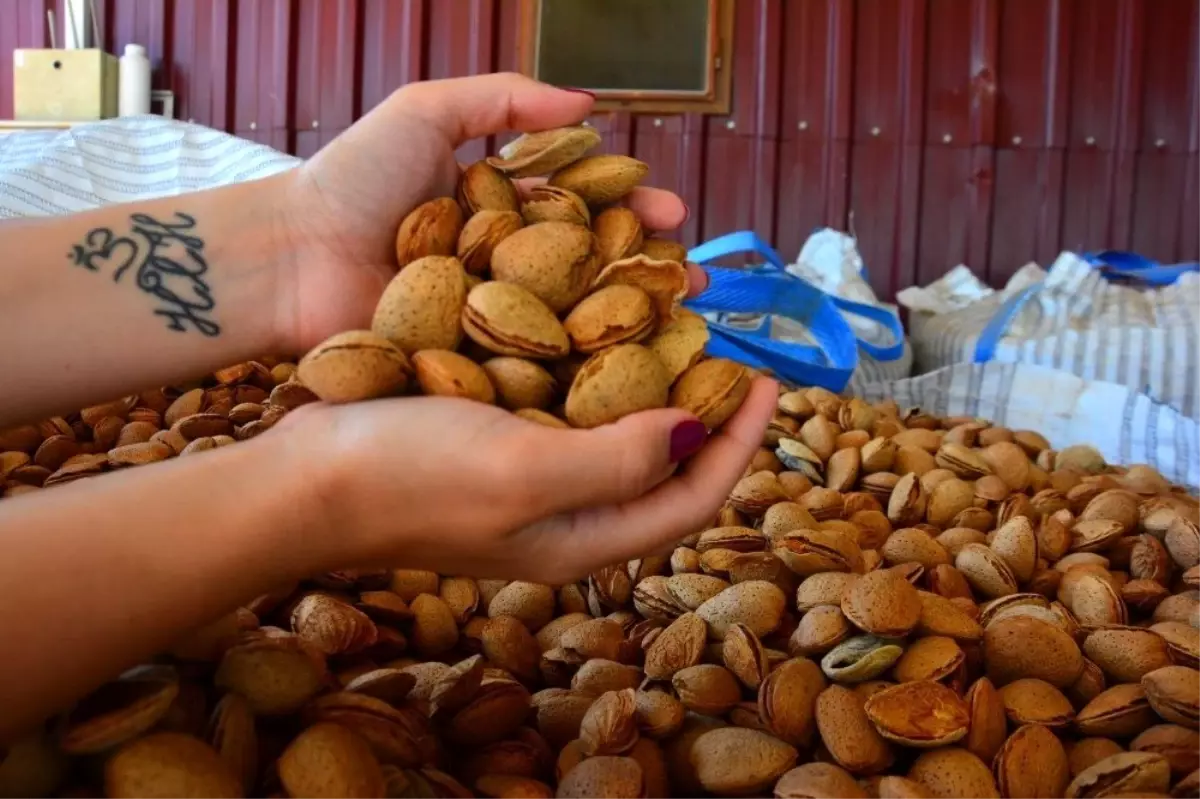 Bademde sezonun ilk hasadı yapıldı