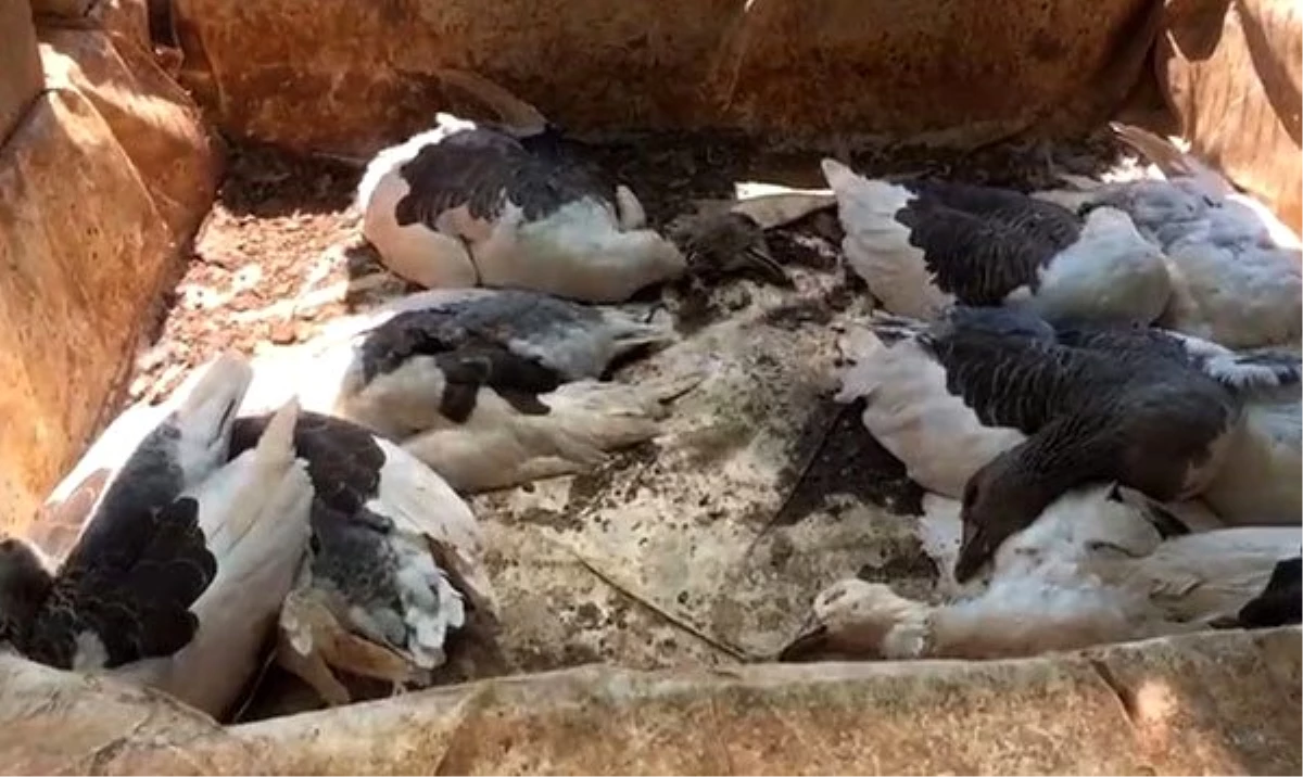 Çiftlik kredisi çekmek için aldığı kaz ve tavuklar açlık ve susuzluktan öldü