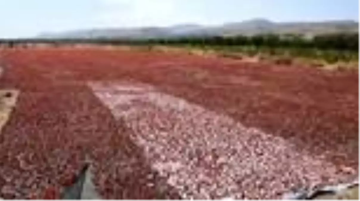 Kurutmalık domates çiftçiye gelir, işçiye istidam oldu